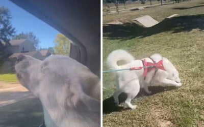 cachorra-cega-percebe-que-vai-passear-e-mostra-toda-a-empolgacao