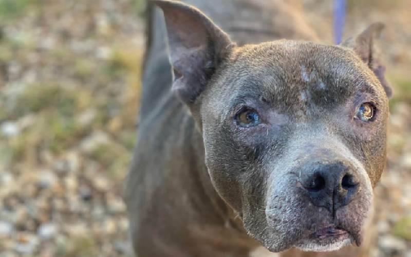 cachorra-e-abandonada-apenas-com-uma-caminha