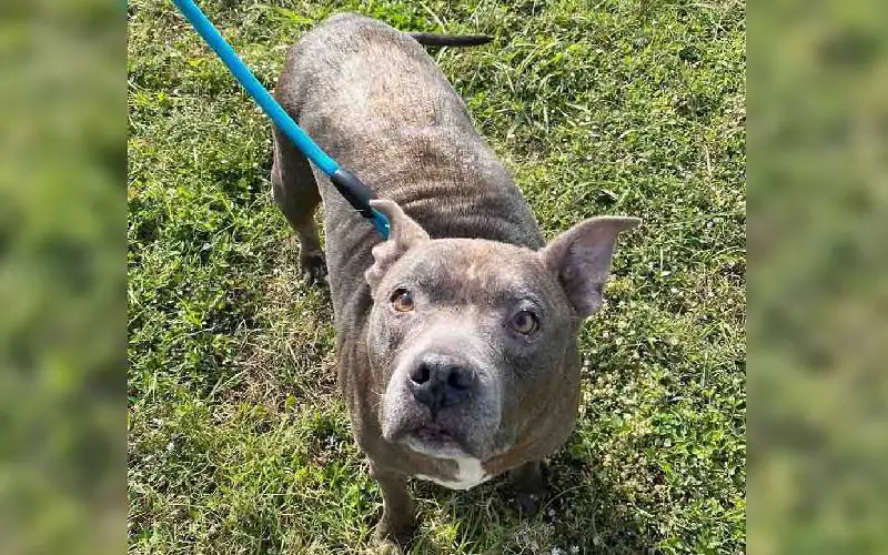 cachorra-e-abandonada-apenas-com-uma-caminha