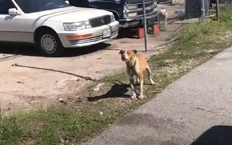 cachorra-e-libertada-das-correntes