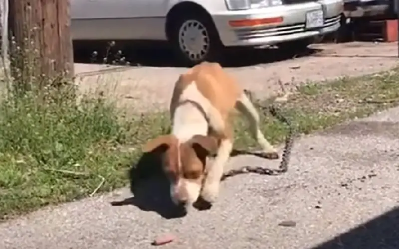 A cachorra está tão feliz depois de libertada das correntes pesadas que mantinham ela presa cachorra-e-libertada-das-correntes