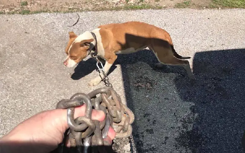 A cachorra está tão feliz depois de libertada das correntes pesadas que mantinham ela presa cachorra-e-libertada-das-correntes