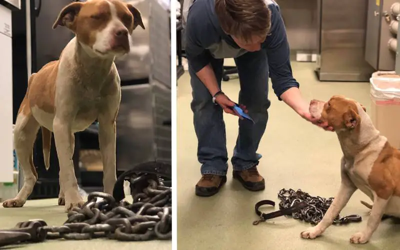 A cachorra está tão feliz depois de libertada das correntes pesadas que mantinham ela presa cachorra-e-libertada-das-correntes