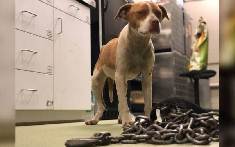 A cachorra está tão feliz depois de libertada das correntes pesadas que mantinham ela presa cachorra-e-libertada-das-correntes