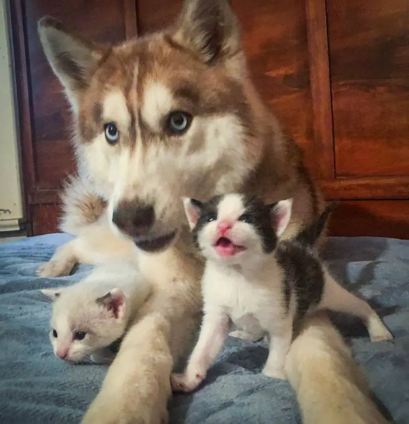 cachorra-encontra-ninhada-de-gatos-e-se-torna-mae-adotiva