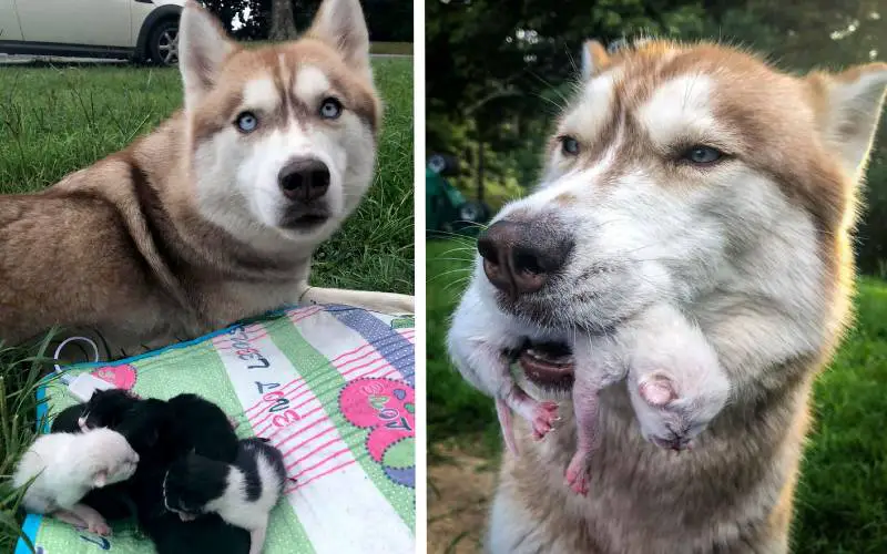 cachorra-encontra-ninhada-de-gatos-e-se-torna-mae-adotiva