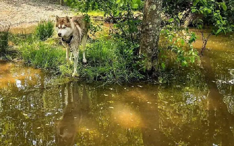 cachorra-encontra-ninhada-de-gatos-e-se-torna-mae-adotiva