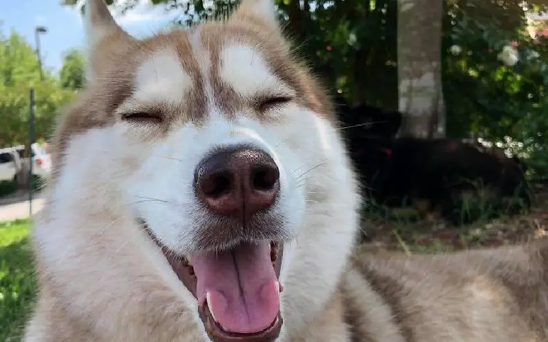 cachorra-encontra-ninhada-de-gatos-e-se-torna-mae-adotiva