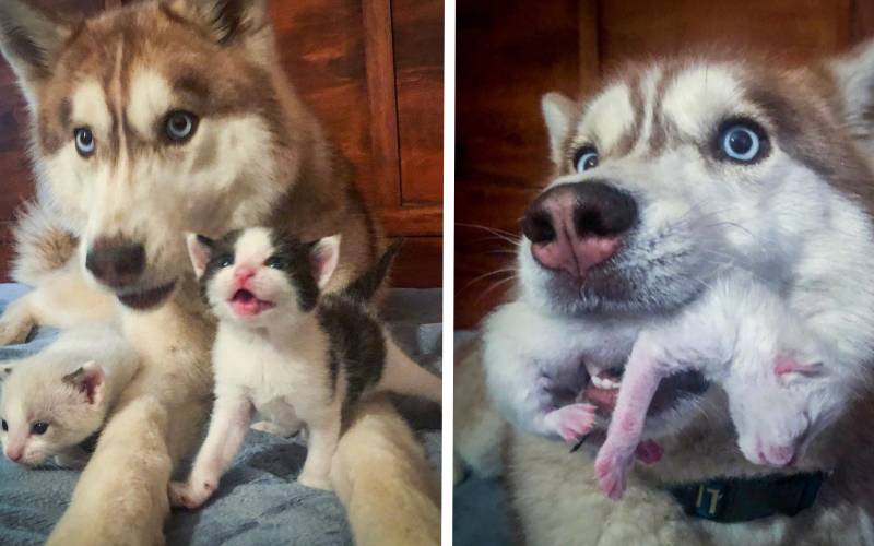 cachorra-encontra-ninhada-de-gatos-e-se-torna-mae-adotiva