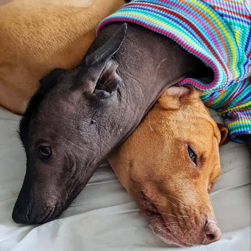 Cão resgatado é obcecado em beijar sua nova irmã sem cabelo cachorra-senior-fica-obcecado-pela-nova-irma