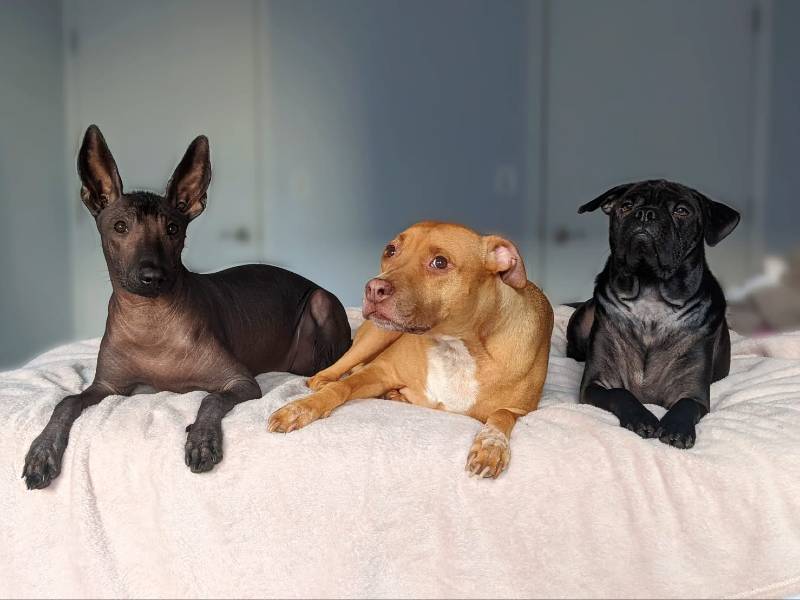 Cão resgatado é obcecado em beijar sua nova irmã sem cabelo cachorra-senior-fica-obcecado-pela-nova-irma