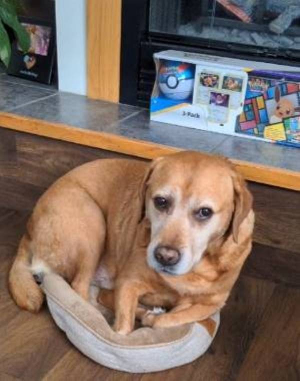 Cachorrão decide que o melhor lugar para descansar é a cama de seu irmãozinho cachorrao-escolhe-dormir-na-cama-do-cachorrinho