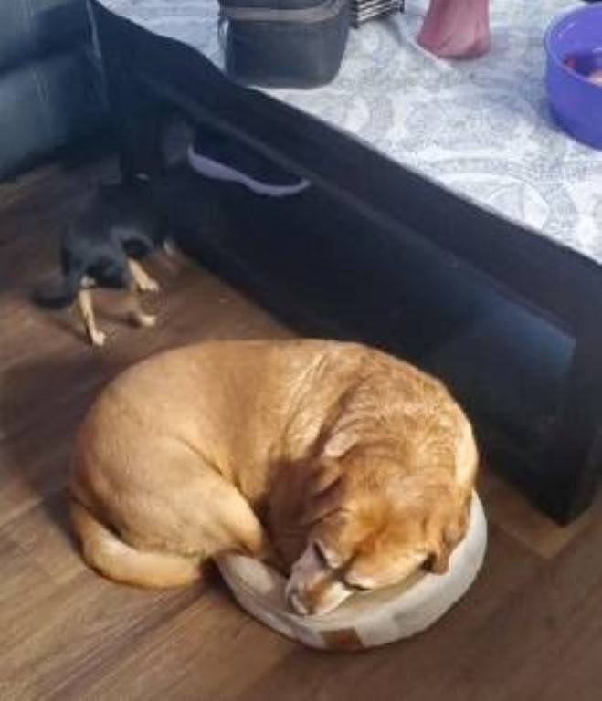 Cachorrão decide que o melhor lugar para descansar é a cama de seu irmãozinho cachorrao-escolhe-dormir-na-cama-do-cachorrinho