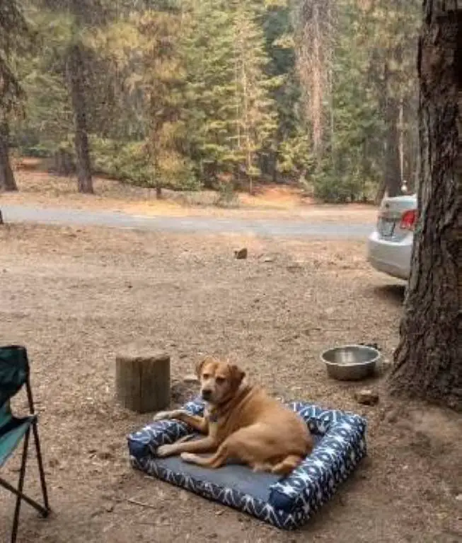 Cachorrão decide que o melhor lugar para descansar é a cama de seu irmãozinho cachorrao-escolhe-dormir-na-cama-do-cachorrinho