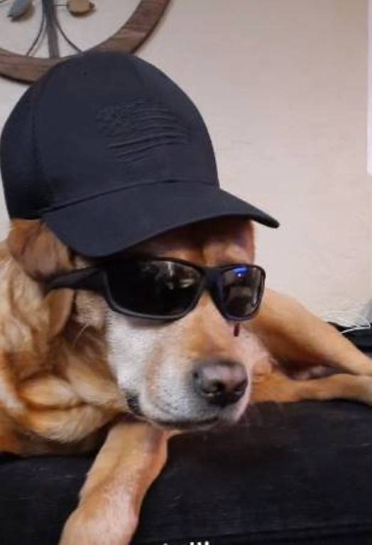 Cachorrão decide que o melhor lugar para descansar é a cama de seu irmãozinho cachorrao-escolhe-dormir-na-cama-do-cachorrinho