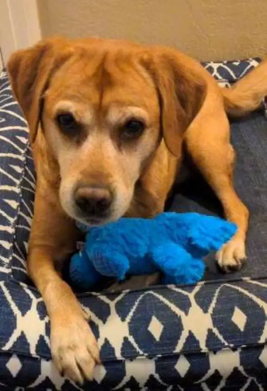 Cachorrão decide que o melhor lugar para descansar é a cama de seu irmãozinho cachorrao-escolhe-dormir-na-cama-do-cachorrinho