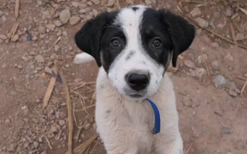 cachorrinho persegue carro e exige ser resgatado