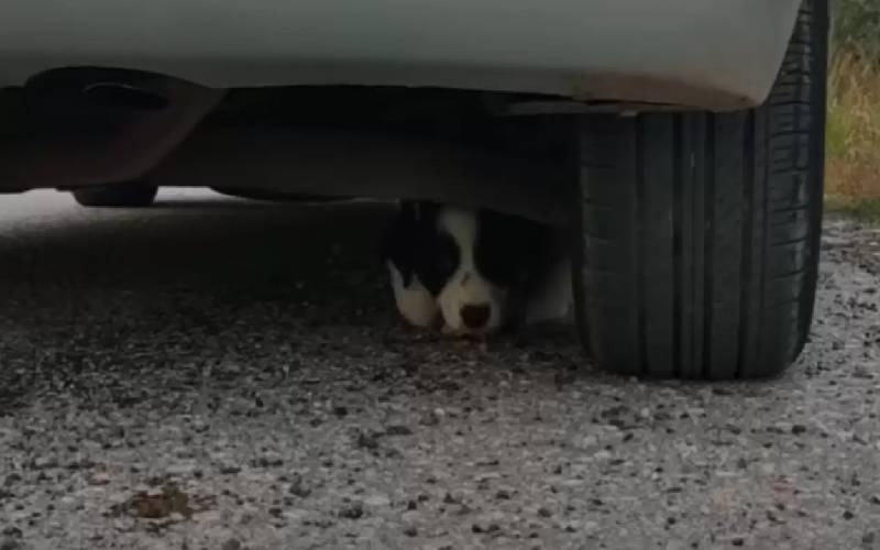 cachorrinho persegue carro e exige ser resgatado