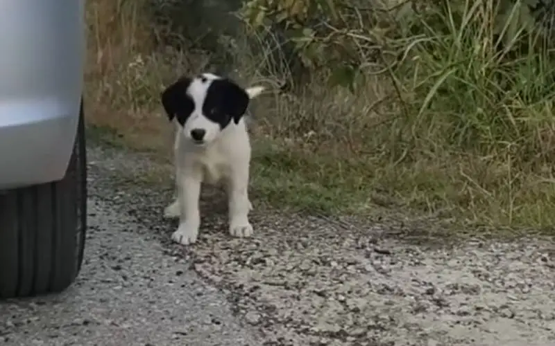 cachorrinho persegue carro e exige ser resgatado