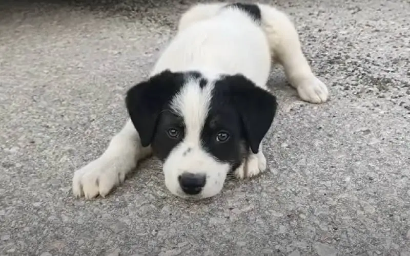 cachorrinho persegue carro e exige ser resgatado