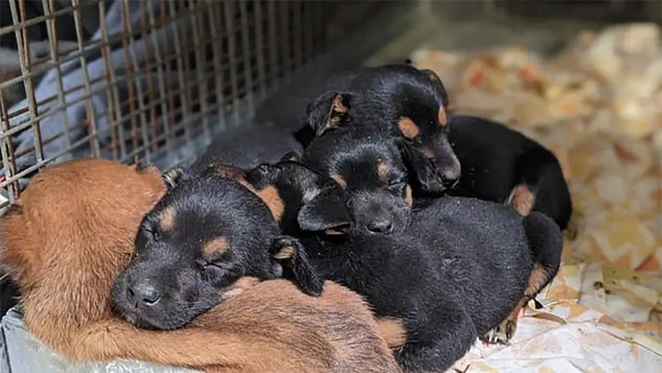 Mulher encontra 8 cachorrinhos colocados em um saco de ração e jogados no lixo