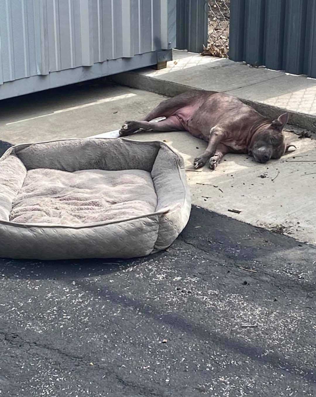 Cachorro é abandonado em um estacionamento vazio com nada além de sua caminha