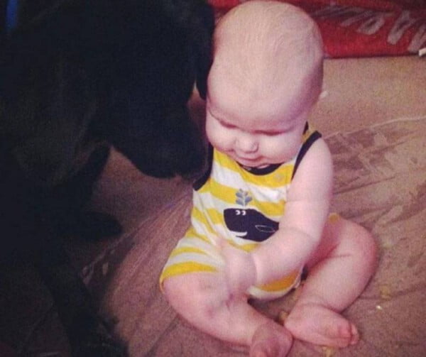 Cachorro ajuda família a descobrir que bebê era maltratado pela babá cachorro-alerta-pais-sobre-abusos-da-baba