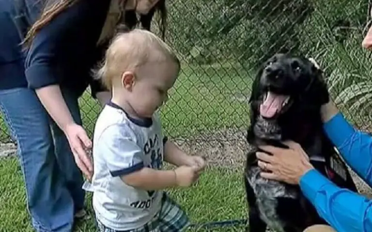 Cachorro ajuda família a descobrir que bebê era maltratado pela babá