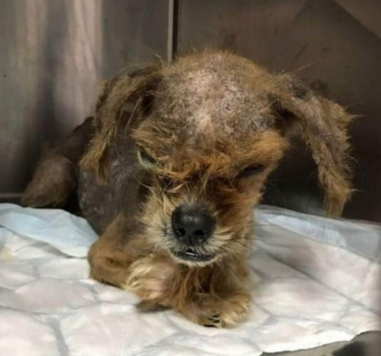 Cachorro ‘assustador’ é transformado com o amor da pessoa que lhe resgatou Cachorro ‘assustador’ é transformado com o amor da pessoa que lhe resgatou