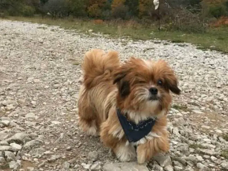 Cachorro ‘assustador’ é transformado com o amor da pessoa que lhe resgatou cachorro-assustador-e-resgatado-e-transformado