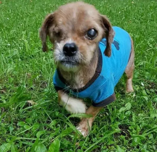 Cachorro ‘assustador’ é transformado com o amor da pessoa que lhe resgatou Cachorro ‘assustador’ é transformado com o amor da pessoa que lhe resgatou