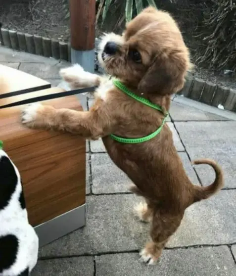 Cachorro ‘assustador’ é transformado com o amor da pessoa que lhe resgatou Cachorro ‘assustador’ é transformado com o amor da pessoa que lhe resgatou