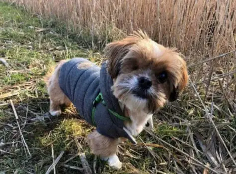 Cachorro ‘assustador’ é transformado com o amor da pessoa que lhe resgatou Cachorro ‘assustador’ é transformado com o amor da pessoa que lhe resgatou