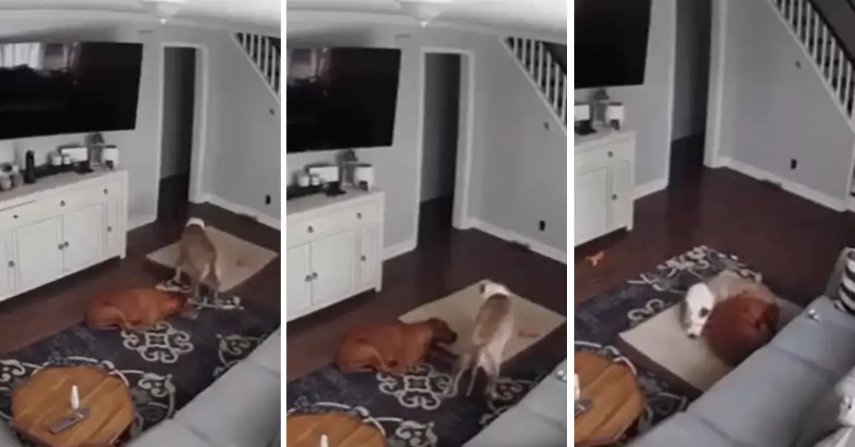 Câmera registra cachorro arrastando cama para confortar irmão doente Câmera registra cachorro arrastando cama para confortar irmão doente