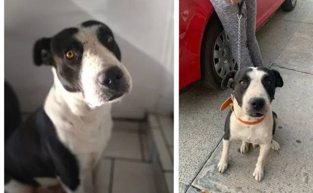 Cachorro usado em brigas de rua encontra um lar cheio de amor cachorro-de-briga-e-resgatado