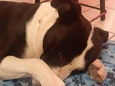 Cachorro usado em brigas de rua encontra um lar cheio de amor cachorro-de-briga-e-resgatado