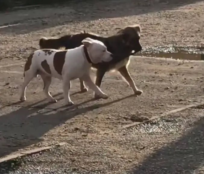 cachorro-de-rua-ve-um-colega-preso-e-se-esforca-para-liberta-lo