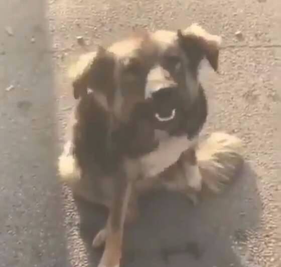 cachorro-de-rua-ve-um-colega-preso-e-se-esforca-para-liberta-lo