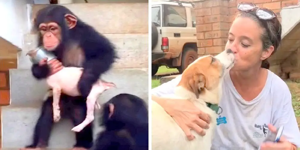 Cachorro doente levado para santuário de chimpanzés é curado com a ajuda de uma família de chimpanzés
