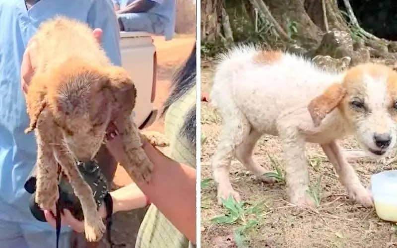 Cachorro doente levado para santuário de chimpanzés é curado com a ajuda de uma família de chimpanzés cachorro-doente-se-recupera-em-santuario-de-chimpanzes