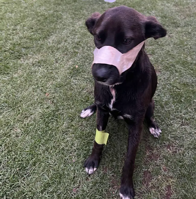 cachorro-e-baleado-para-salvar-os-tutores