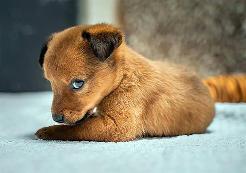 cachorro-encontrado-no-lixo-e-adotado-pela-salvadora