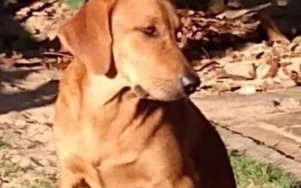 Cachorro não aguenta a saudade, foge de lar substituto e anda 40 km para reencontrar seus humanos cachorro-nao-aguenta-a-saudade-e-foge-de-lar-substituto