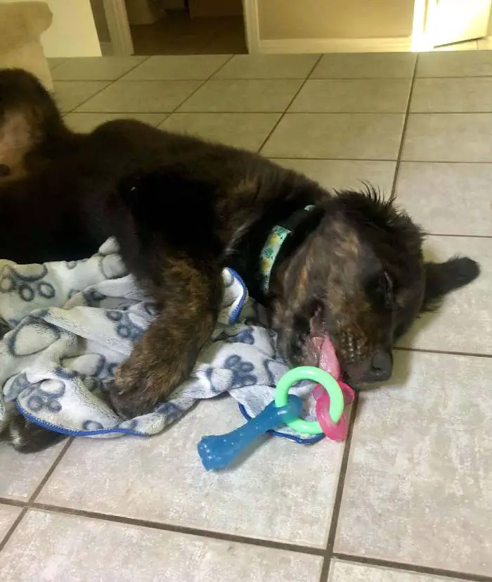 Cachorro assustado não vai a lugar nenhum sem seu cobertorzinho cachorro-nao-vai-a-lugar-nenhum-sem-seu-cobertor