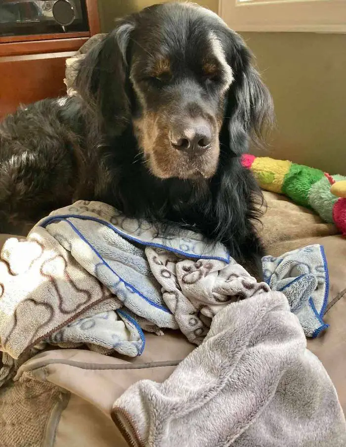 Cachorro assustado não vai a lugar nenhum sem seu cobertorzinho cachorro-nao-vai-a-lugar-nenhum-sem-seu-cobertor