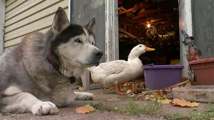 Cachorro forma uma amizade improvável com pato após perder sua companheira