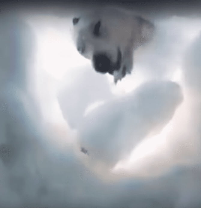 Cachorro salva homem enterrado na neve e momento emocionante é registrado