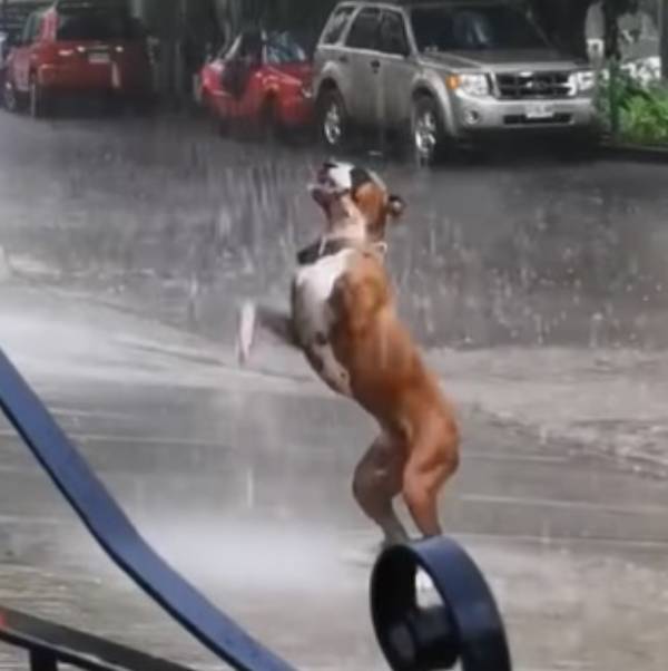cachorro-se-diverte-na-chuva