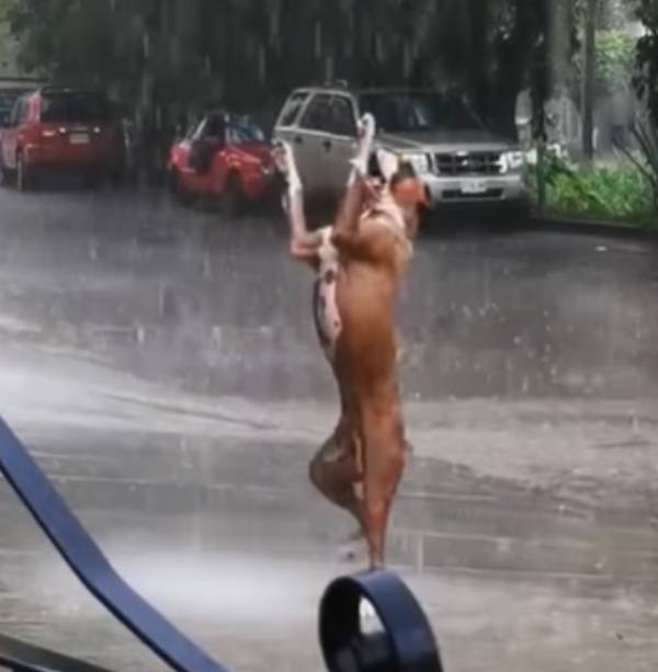 cachorro-se-diverte-na-chuva