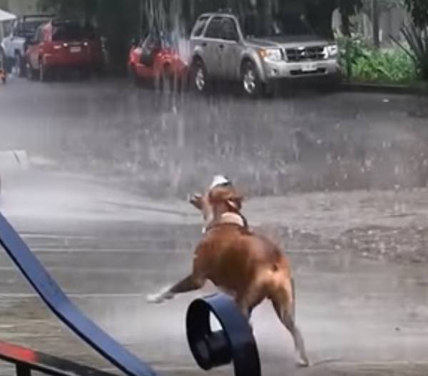 cachorro-se-diverte-na-chuva